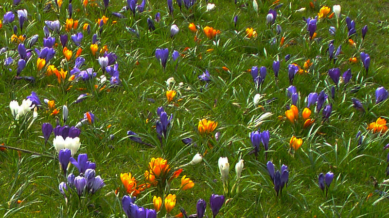 crocus field in spring